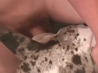 Spotted doggy looks nice with a zoophile dick inside
